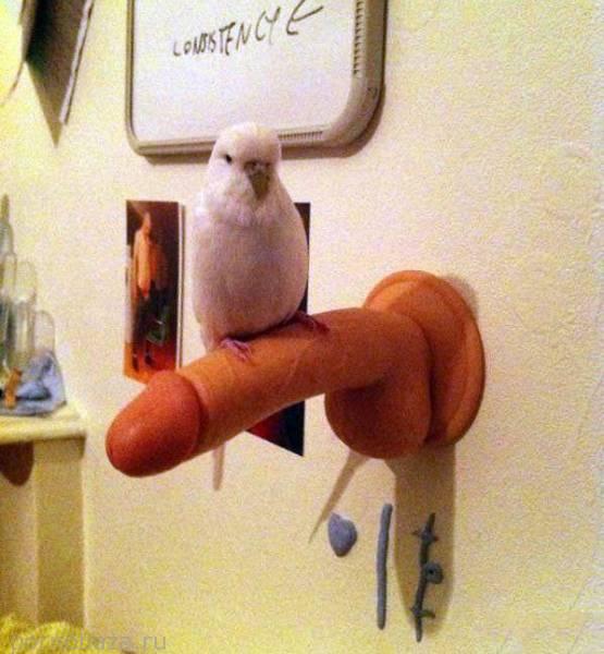 Подборка забавной эротики от 18-05-2014